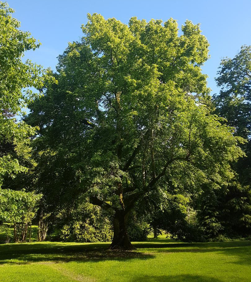 Parc du château de la Chezotte